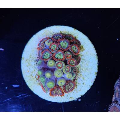 Zoanthus spp. (Fire and Ice) 1