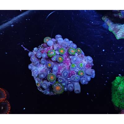 Zoanthus sp Watermellon