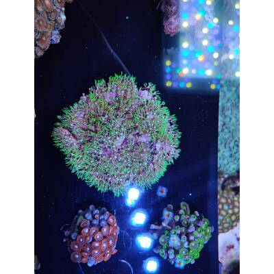 Briareum spp. (Green Grade A)