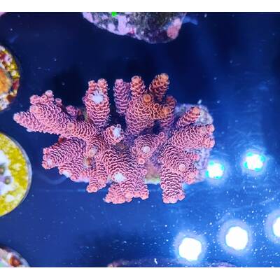 Acropora millepora (Hot Pink)
