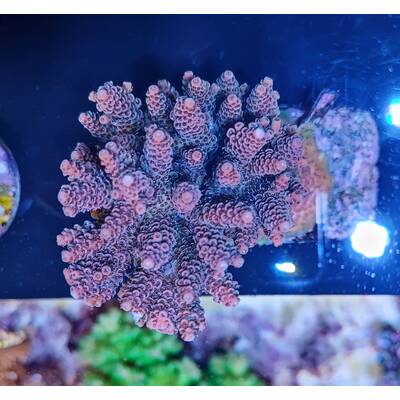 Acropora millepora (Green)