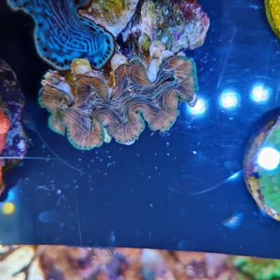 Tridacna Squamosa 6cm 1
