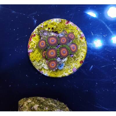 Zoanthus sp Watermellon 1