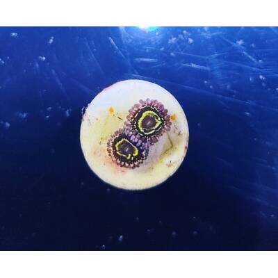 Zoanthus spp. (Stratosphere) (2 Polyps)