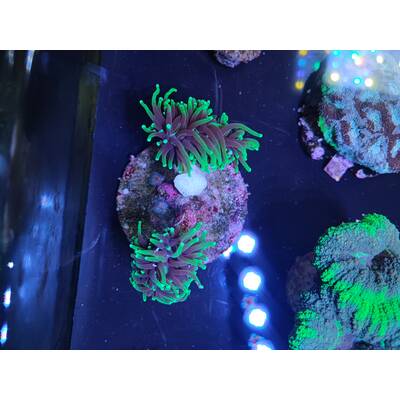 Euphyllia Glabrescens (Blueberry) 1