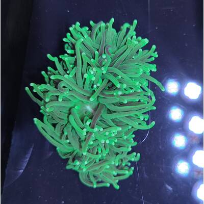 Euphyllia Glabrescens Green Ultra