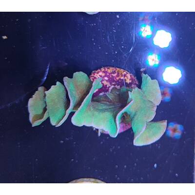 Pavona Cactus (Green)