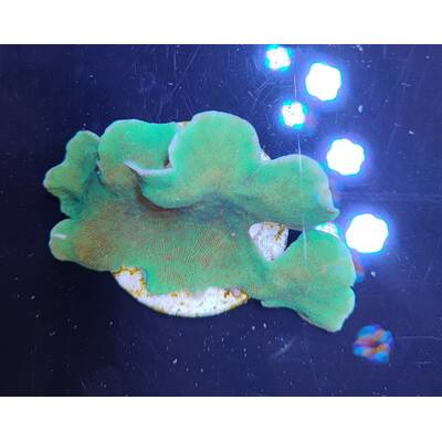 Pavona Cactus (Green) 1