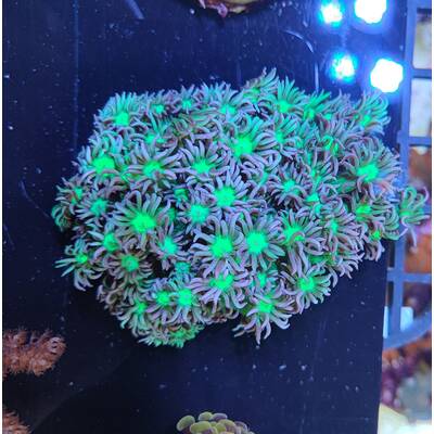 Goniopora Spp. (Green Blue Center)