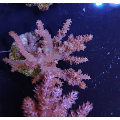 Capnella spp. (Bali)