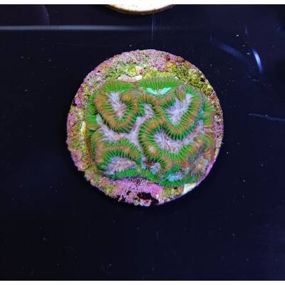 Platygyra spp. (Premium) (frag)