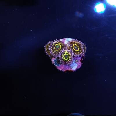 Zoanthus spp. (Stratosphere) (3 Polyps)