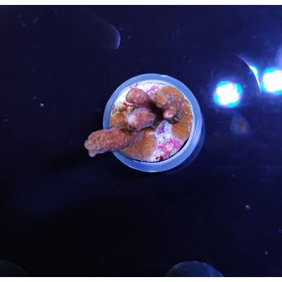 Montipora Branched Forest Fire (Frag)