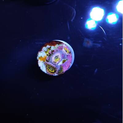 Zoanthus spp. (Stratosphere) (3 Polyps) 1