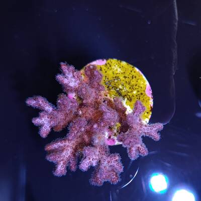 Pocillopora acuta