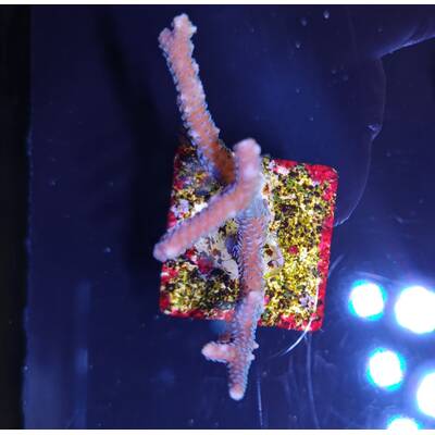 Seriatopora Hystrix (Pink)