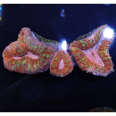 Lobophyllia spp. (Orange-Red) (Ultra) 1