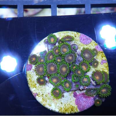 Zoanthus Frag Blow Pops 1