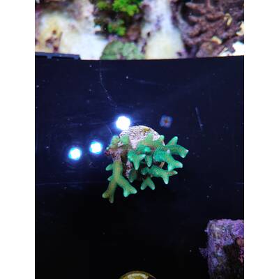 Seriatopora Caliendrum (Green)