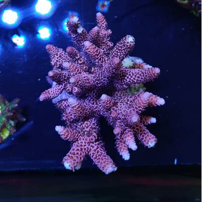 Acropora millepora (Special Colored)