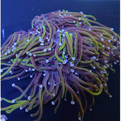 Euphyllia Glabrescens Golden Torch