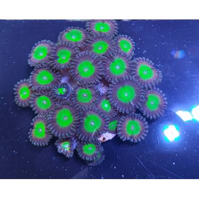 Zoanthus Sp (Candy Apple Green)