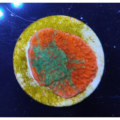 Montipora Foliosa Grafted