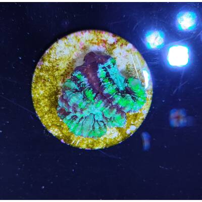 Symphyllia (Australophyllia) Wilsoni (Premium)