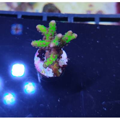 Anacropora spp. (Green Goblin) (frag)