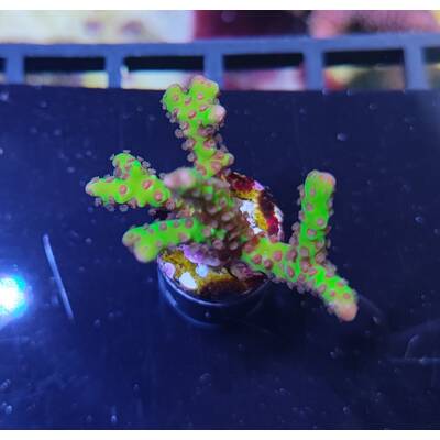 Anacropora spp. (Green Goblin) (frag) 1