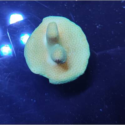 Pocillopora verrucosa Yellow-Green