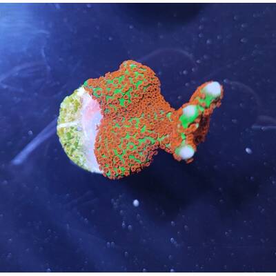 Montipora Branched Forest Fire (Frag) 1