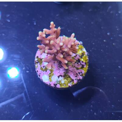 Acropora DJM Signature Frag