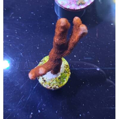 Montipora spp. (Branched) (Orange-Red) (frag)