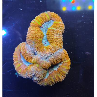 Lobophyllia sp Orange Red