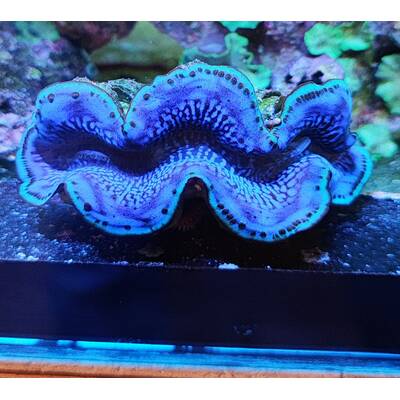 Tridacna Maxima Blue (6cm)