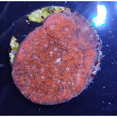 Echinophyllia spp. (Premium)