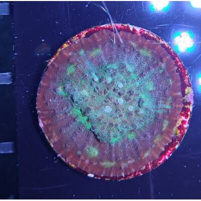Echinophyllia spp. (Ultra) (frag)