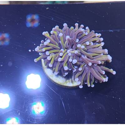 Euphyllia Glabrescens Golden Torch 1