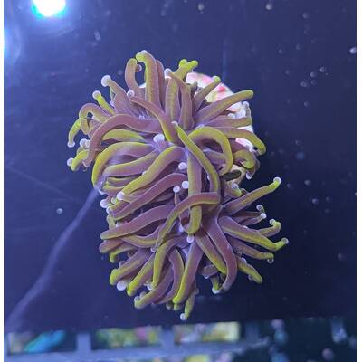 Euphyllia Glabrescens Golden Torch 2