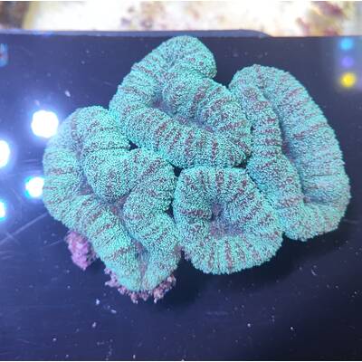 Lobophyllia sp. Green