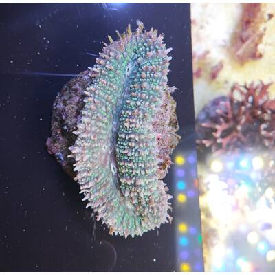 Symphyllia spp. (Green)