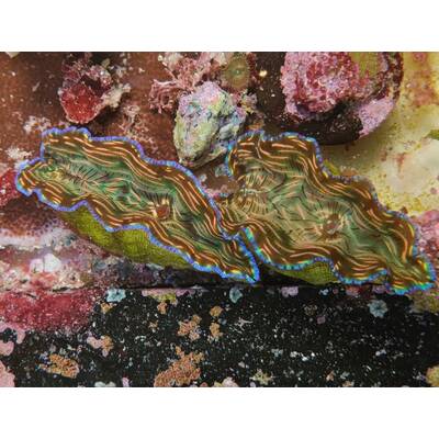 Tridacna Derasa(6cm) 2