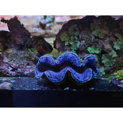 Tridacna Maxima Blue (6cm) 1