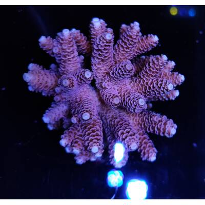Acropora Millepora Red-Pink