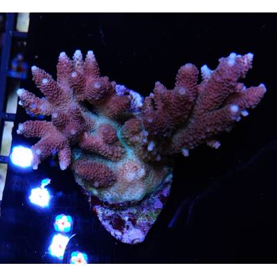 Acropora Hyacinthus (Red Planet)