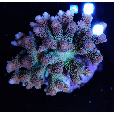 Acropora Millepora Rainbow M