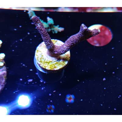 Stylophora Milka Frag 1