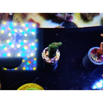 Acropora Microclados (SSC)