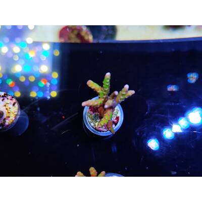 Anacropora spp. (Green Goblin) (frag) 2